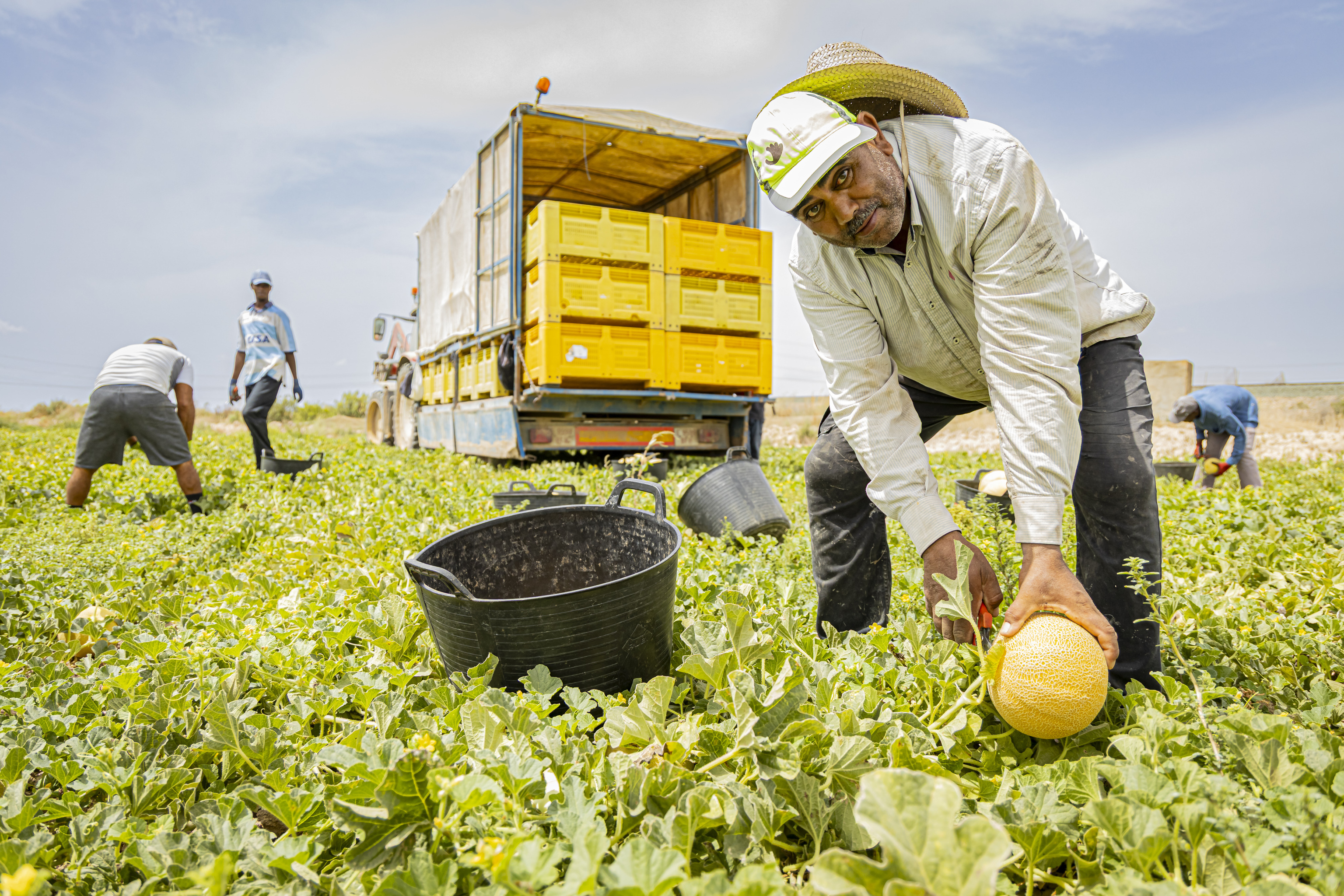 Un trabajador magreb recoge melones en una de las muchas fincas agrcolas que sostienen la economa de Torre Pacheco.